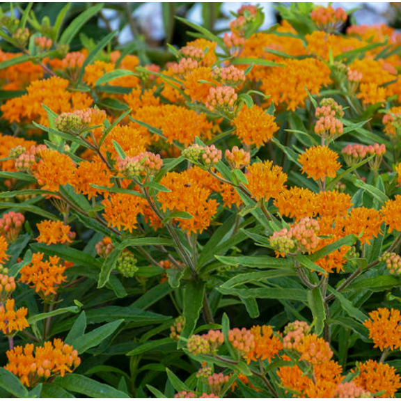 Set of 2 Orange Milkweed Live Plants 4 to 6 Inch Tall, Orange Blooms Plants, Perfect for Garden