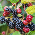 thumbnail image 1 of Set of 2 Osage Blackberry Live Plants 4-6 Inch Tall, Sweet Edible Berry Bushes for Gardens, 1 of 6