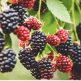 thumbnail image 1 of Set of 2 Ouachita Blackberry Live Plants 4-6 Inch Tall, Sweet Edible Berry Bushes for Gardens, 1 of 6