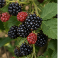 thumbnail image 1 of Set of 2 Ouachita Blackberry Live Plants 4-6 Inches Tall, Thornless Berry Bushes for Garden, Patio and Container Growing, 1 of 7