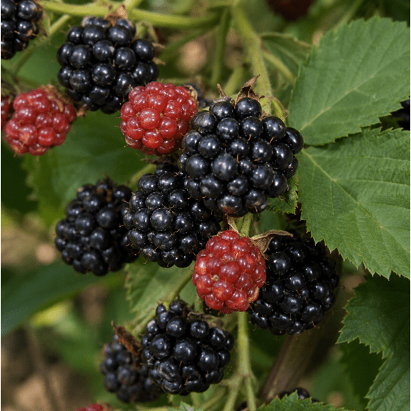 Set of 2 Ouachita Blackberry Live Plants 4-6 Inches Tall, Thornless Berry Bushes for Garden, Patio and Container Growing
