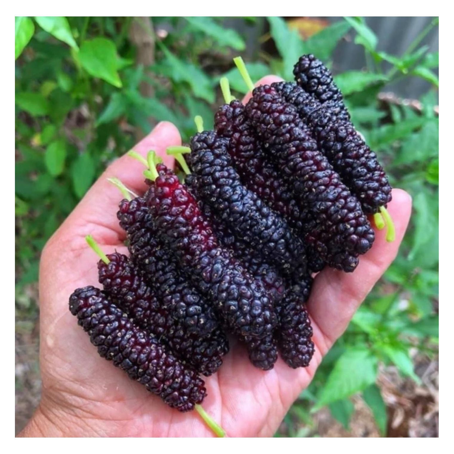 Set of 2 Pakistan Trees 68 Inches Tall Starter Plants Sweet Plants