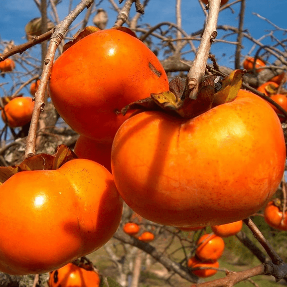 Set of 2 Persimmon Trees Live, Bareroot Persimmon Plants, 12 Ft Tall Fruit Trees, Dormant