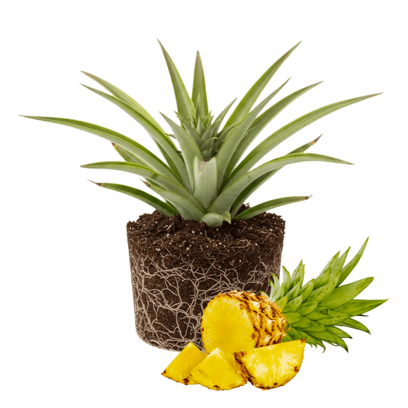 Set of 2 Pineapple Live Plant, Pineapple Gold Fruit Tree Plant, Sweet Fruit, 4-7" in Height for Growing