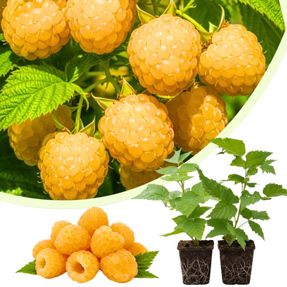 Set of 2 Raspberry Plants Live, Raspberry Bushes, Raspberries Plant, 4 to 6 Inch in Tall for Growing (Fall Gold Raspberry)