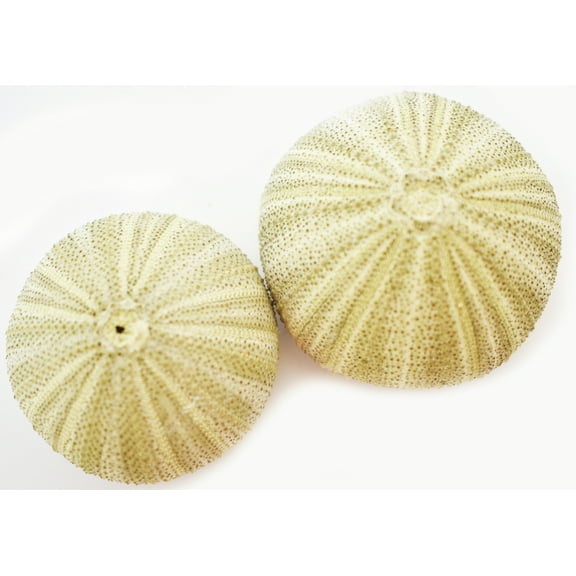 Set of 2 Real Natural Green Thai Sea Urchins (1.5-2" / 38-51mm) Beach Decor Crafts Wedding Coastal Cottage