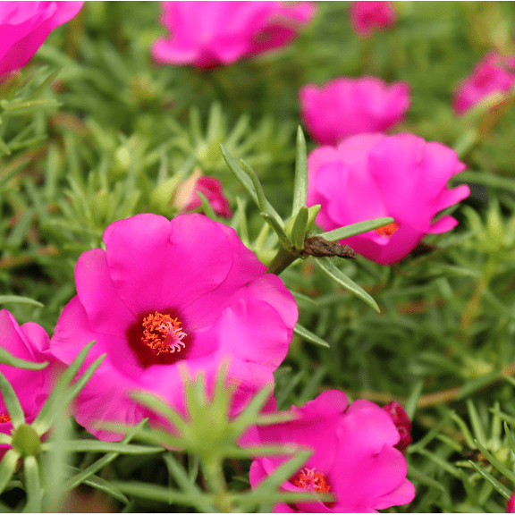 Set of 2 Samba Pink Portulaca Plants Live for Planting, Moss Rose Succulent Plants for Outdoor Garden 4 to 6 Inch Tall
