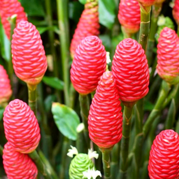 Set of 2 Shampoo Ginger Plants, Zingiber Zerumbet Rhizome, Fragrant Herb, Red Pinecone Ginger Plant for Outdoor Growing