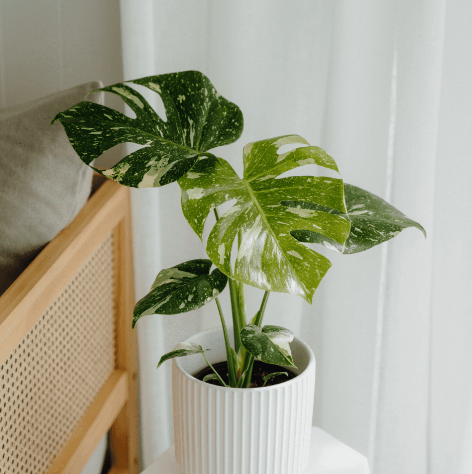 large monstera deliciosa Monstera Deliciosa Houseplants, Medium in Bubblegum main image 1