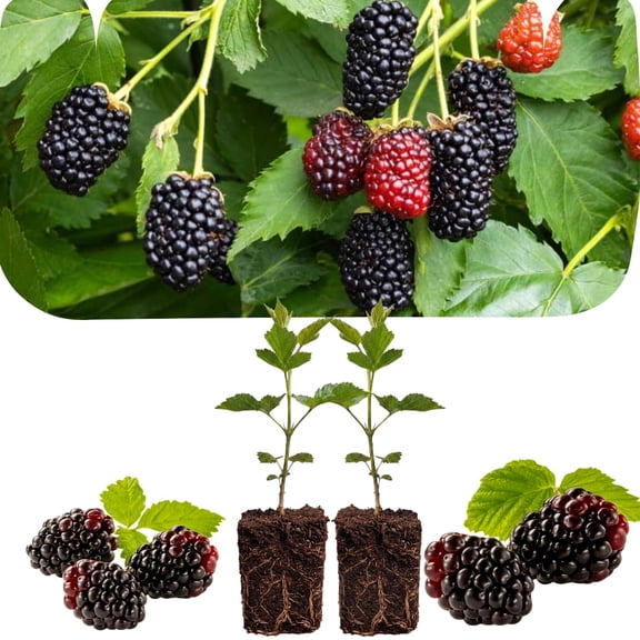 Set of 2 Thornless Boysenberry Plants, Boysenberry Fruit Plant, 4-6 Inches Tall, Sweet Berries Fruit for Outdoor Growing