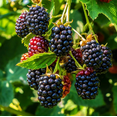 thumbnail image 1 of Set of 2 Triple Crown Thornless Blackberry Plants 4-6 Inch Tall, Large Sweet Berries for Backyard Garden, 1 of 6