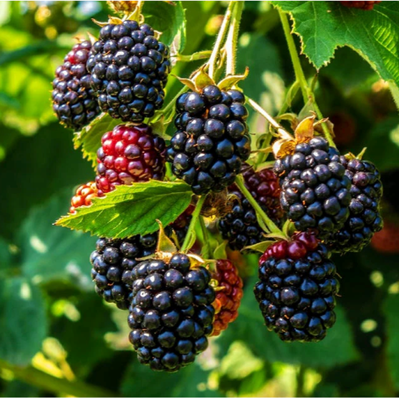 Set of 2 Triple Crown Thornless Blackberry Plants 4-6 Inch Tall, Large Sweet Berries for Backyard Garden