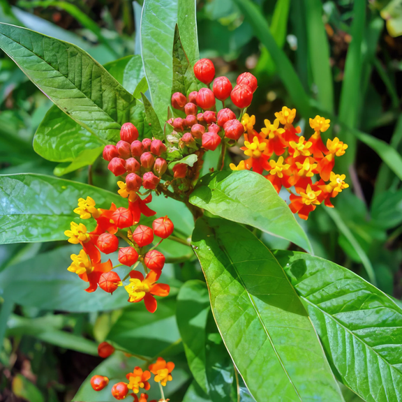 Set of 2 Tropical Milkweed Live Plants, Scarlet Asclepias Curassavica for Butterfly Gardens, Colorful Outdoor Flower Plants, 4-6 Inch Tall