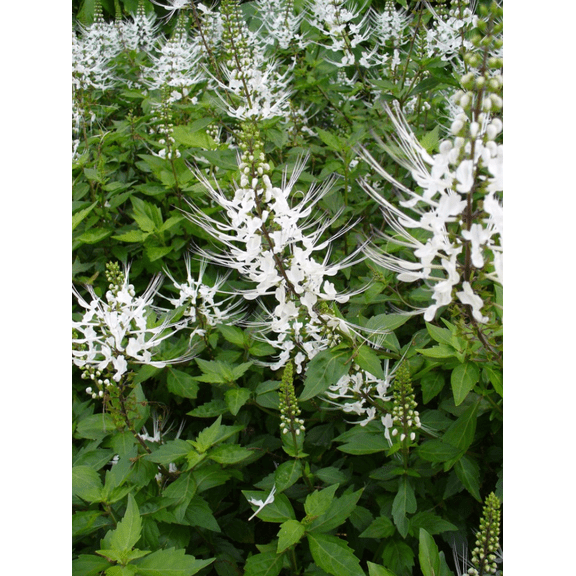 Set of 2 White Cat Whiskers Plants 4-6 Inch Tall, Tropical Flowering Plants for Garden and Patio