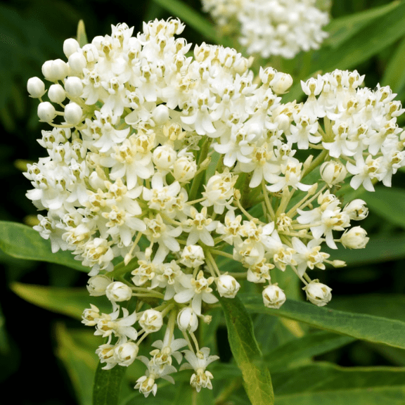 Set of 2 White Milkweed Live Plants 4 to 6 Inch Tall, White Blooms Plants, Perfect for Garden