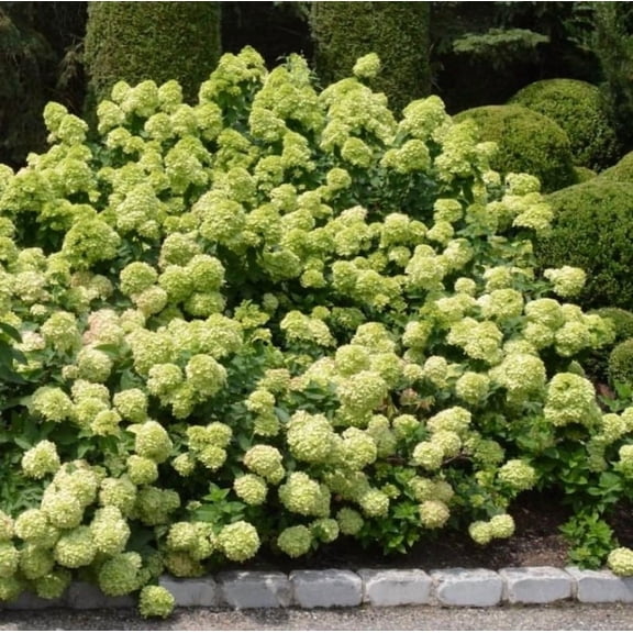 Set of 2 White to Green Hydrangea Live Plants, Hydrangea macrophylla, Flowering Shrub, Garden Plants, Quart Pots, 6-12 Inch Tall