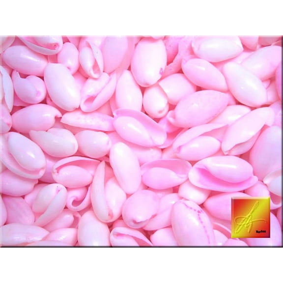 Set of 200 Small Pink Bubble Shells Dyed Seashells 3/4 - 1" (19-26 mm) Beach Ocean Craft Wedding Decor