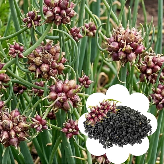 Set of 200 Walking Onion Seeds, Cold Hardy Perennial Onion, Fast Growing Vegetable Seeds for Garden Planting