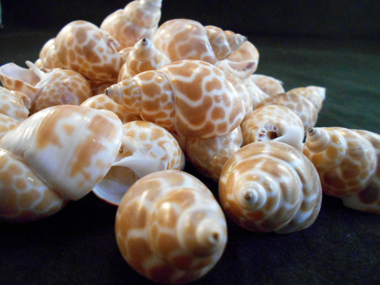 Set of 24 Babylonia Japonica Shells 1 1/2