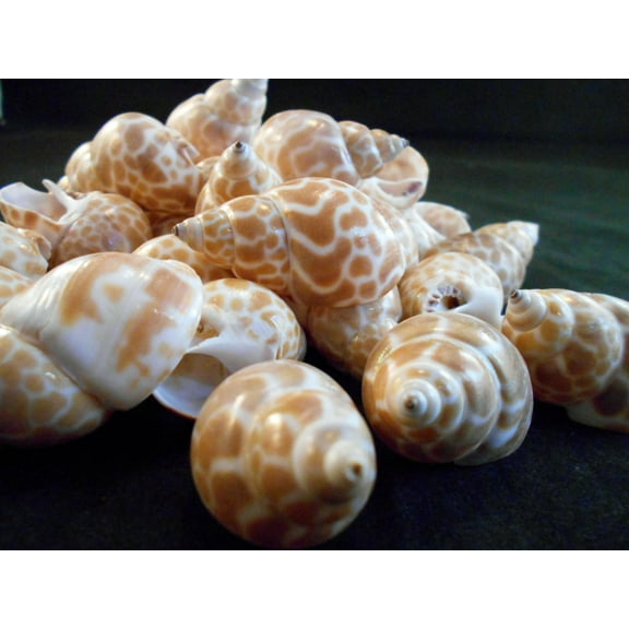 Set of 24 Babylonia Japonica Shells 1 1/2" - 2" Seashells for Beach Crafts and Nautical Decor Beach Wedding