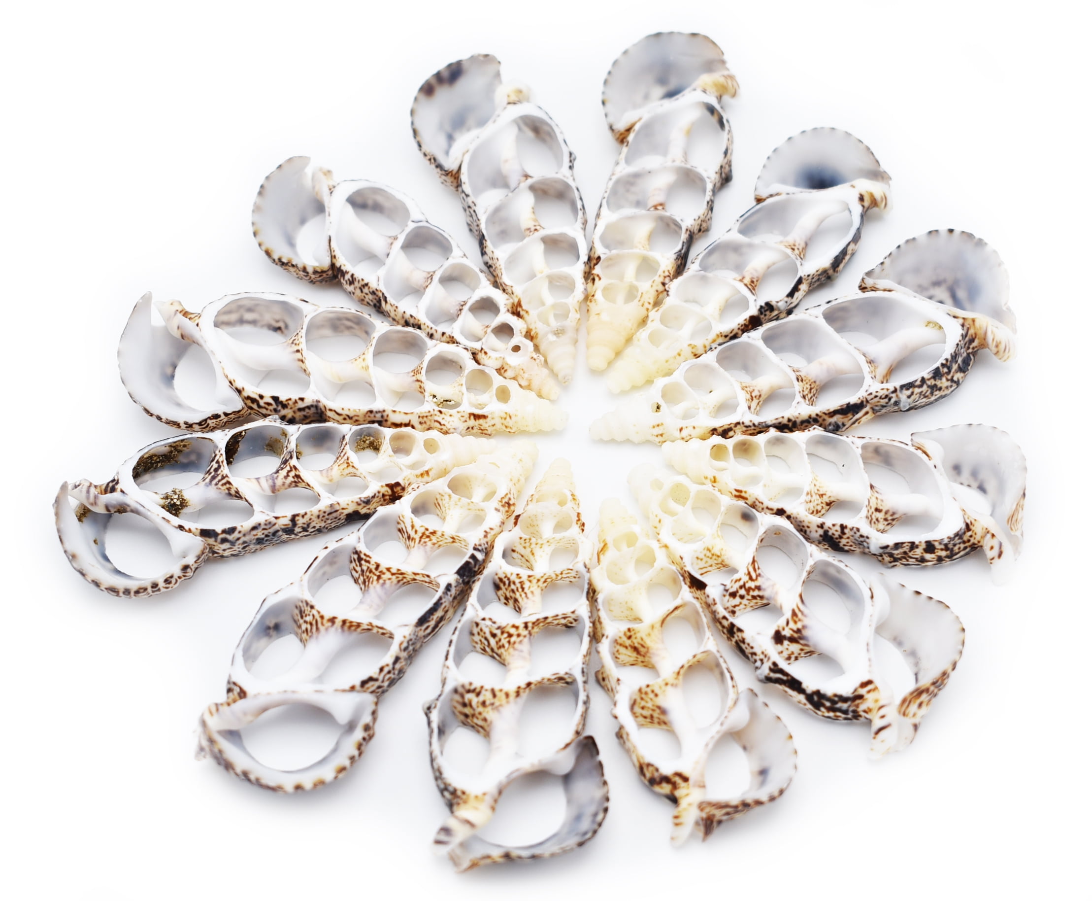 Set of 24 Center Cut Cerithium Shells Size: 2
