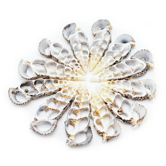 Set of 24 Center Cut Cerithium Shells Size: 2"- 2 1/2" Beach Nautical Seashells Natural Slice Ornament Making