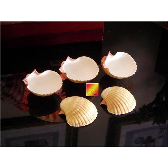 Set of 24 Large Mexican Deep Baking Scallops 3" Baking Shells Beach Wedding Decor Crafts Natural