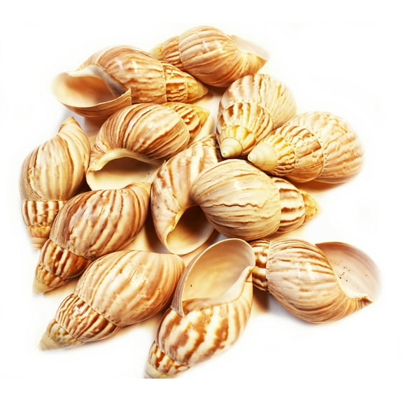 Set of 24 Natural Japanese (Fairyland) Land Snail Shells 2 1/2" - 3" Medium Hermit Crab Beach Crafts Hobby Coastal Cottage