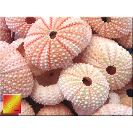 Set of 24 Pink Sea Urchin Seashells Shells for Beach Wedding Craft Nautical Decor Air Plant Holder