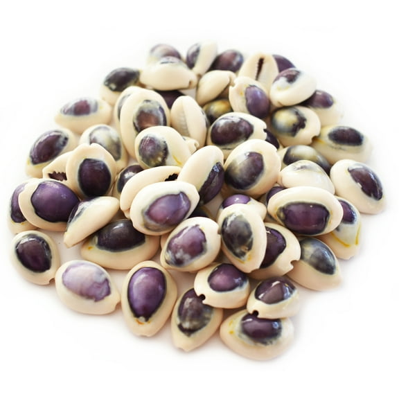 Set of 24 Select Purple Top Money Cowrie Shells Seashells 1/2-1" Shellcraft Cypraea Moneta Crafts - Not Drilled
