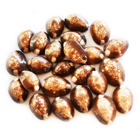 Set of 24 Snake Head Cowries Shells Seashells Beach Crafts Nautical Jewelry Coastal Cottage