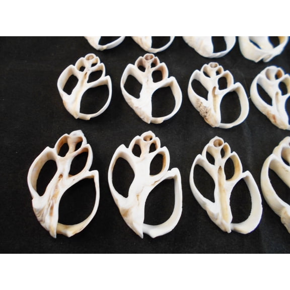 Set of 24 White Center Cut Babylonia Shells Crafts 1 1/2"-2" Beach Nautical Seashells Ocean Arts & Crafts
