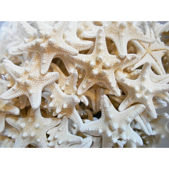 Set of 24 White Knobby Starfish for Beach Wedding Crafts and Decor 3-4" (77-102 mm) Nautical Coastal Beach Cottage Decor