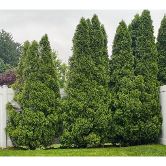 Set of 25 American Arborvitae Plant Thuja Tree Green Giant Arborvitae Plant 6-12"Tall Bare Roots