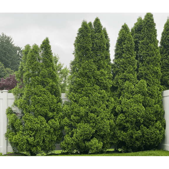Set of 25 Giant Arborvitae Plant Thuja Tree Green Evergreen Tree Starter 6-12"Tall Bare Roots