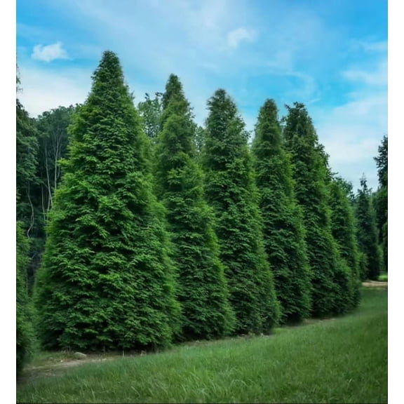 Tree Flowwrs Live Plants New Arrivals - Walmart.com
