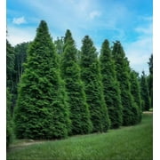 Set of 25 Green Giant Arborvitae Bare Root Plants, 6 12 Inch, Thuja Green Giant Evergreen Trees, Fast Growing Privacy Hedge & Landscaping Plants