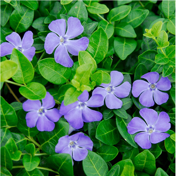 Set of 25 Vinca Plants Live 6-8 Inch Tall, Periwinkle Ground Cover Plants for Garden Beds, Borders and Landscapes