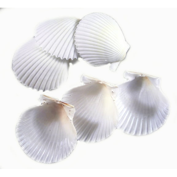 Set of 25 White Florida Scallop Shells (about 2") Seashells for Beach Wedding Decor and Ocean Crafts