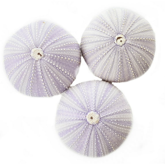 Set of 3 Beautiful Large Natural Purple Sea Urchins 2 1/2"- 3" Beach Wedding Crafts Decor Art Coastal Cottage
