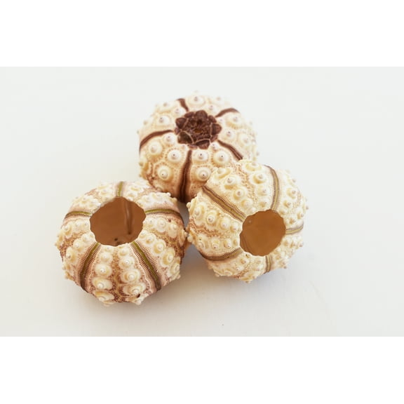 Set of 3 Beautiful Sputnik Sea Urchin Shells (1-1 3/4" / 25-44mm) Beach Arts & Crafts Coastal Cottage Decor