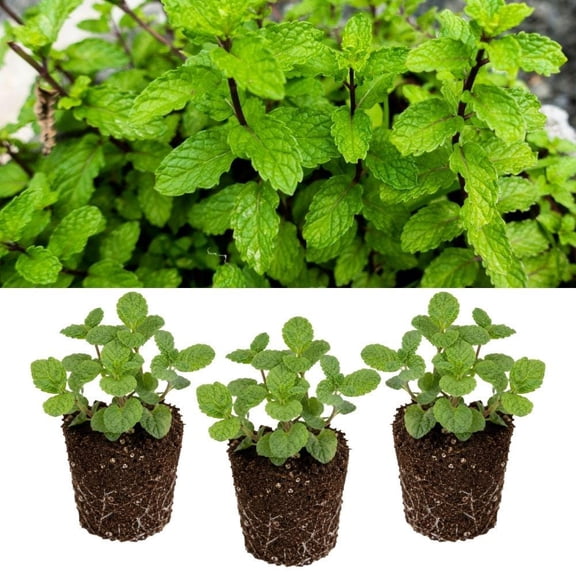 Set of 3 "Berries and Cream" Mint Plants, Fragrant Herb Garden Starter (4 Inch)