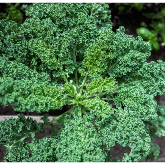 Set of 2 Blue Kale Live Plants in 4 Inch Pots, 46 Inch Tall Vegetable Starter Plants, Fresh Kale for Outdoor Garden or Container Growing