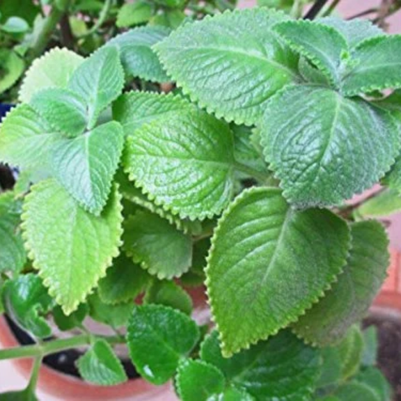 Set of 3 Cuban Oregano Plants Live, 4-6 Inches Tall, Culinary Herb for Planting Indoor or Outdoor