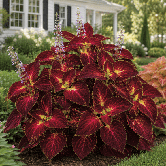 Set of 3 Dipt In Wine Coleus Live Plants 4-6 Inches Tall, Ornamental Foliage Plants for Garden, Patio and Container Growing