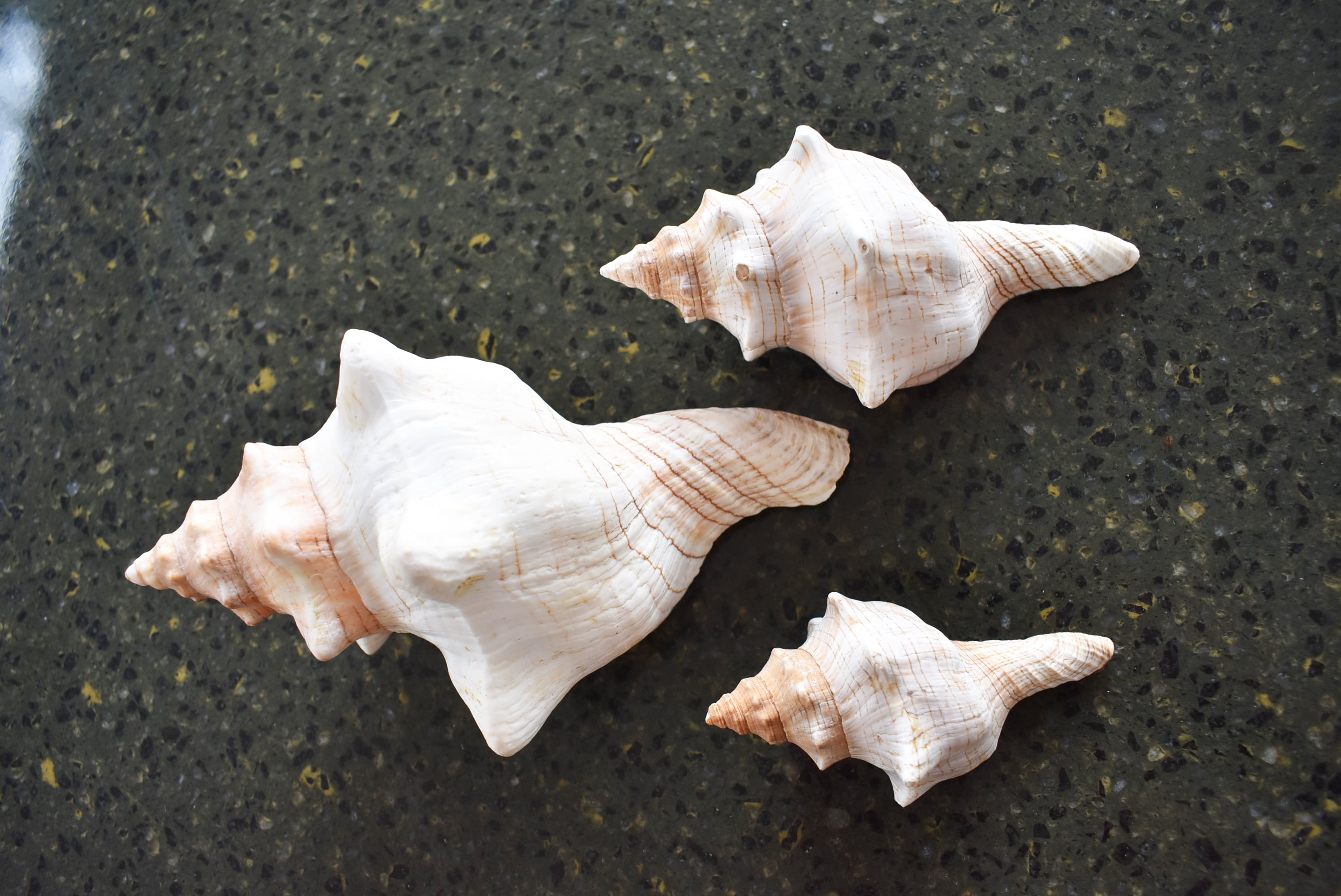 Set of 3 Genuine Striped Fox Conch Shell for Air Plants Display Beach ...