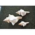 thumbnail image 1 of Set of 3 Genuine Striped Fox Conch Shell for Air Plants Display Beach Wedding Nautical Decor (4-5"), 1 of 3