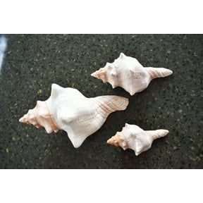 Set of 3 Genuine Striped Fox Conch Shell for Air Plants Display Beach Wedding Nautical Decor (4-5")