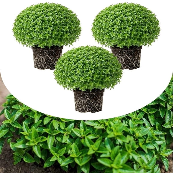 Set of 3 Greek Basil Live Herb Plants, 36 Inches Tall, Fragrant Culinary Mint for Indoor or Outdoor Growing