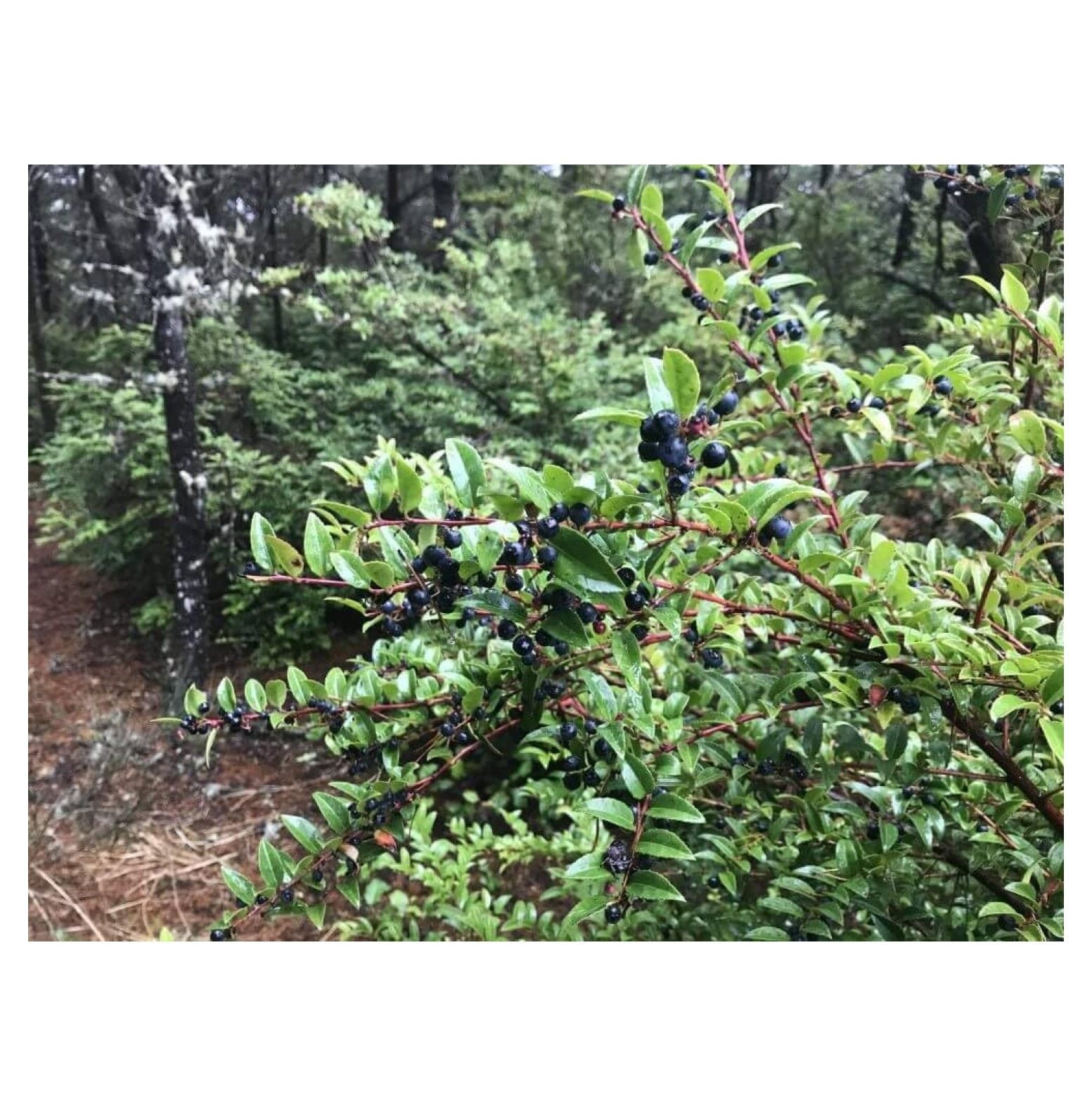 Set of 3 Live Mountain Huckleberry Plants Live Black Berries